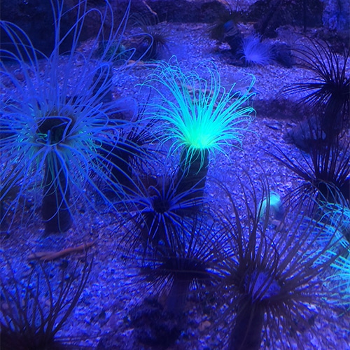 Aquarium magnifique la rochelle